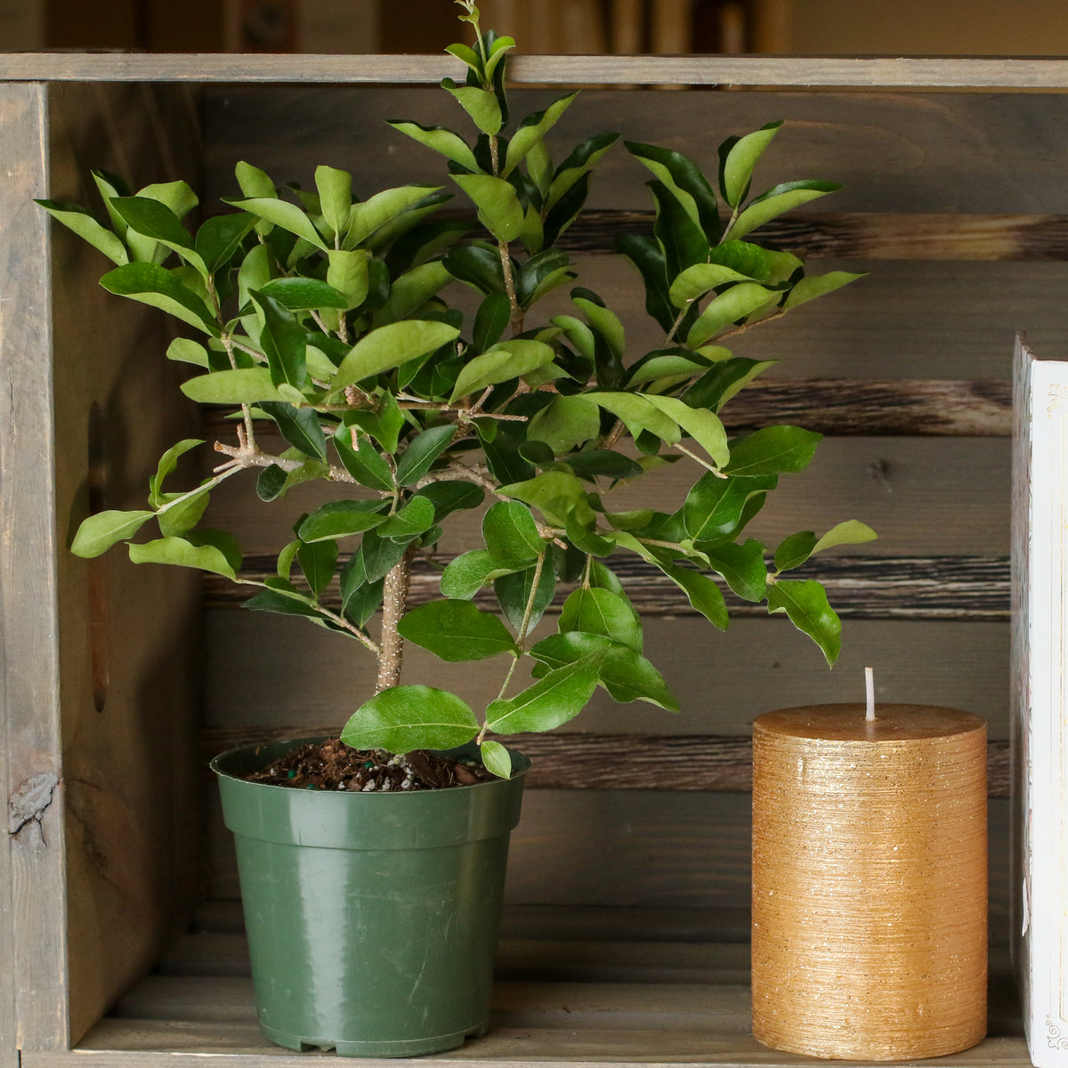 Barbados Cherry