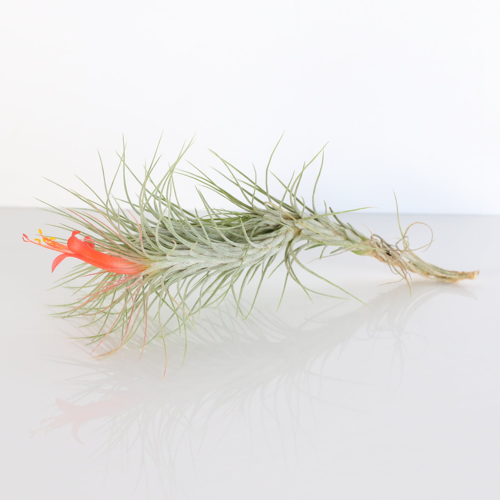 Air Plant Bareroot Tillandsia Funckiana
