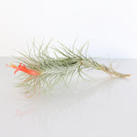 Bareroot Tillandsia Funkiana Air Plant