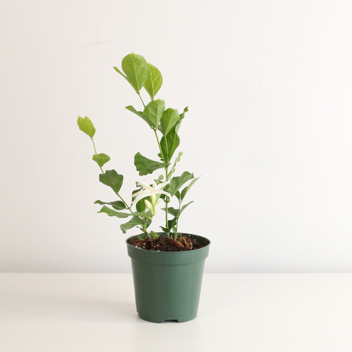 Jasmine 'Belle of India' Jasminum sambac