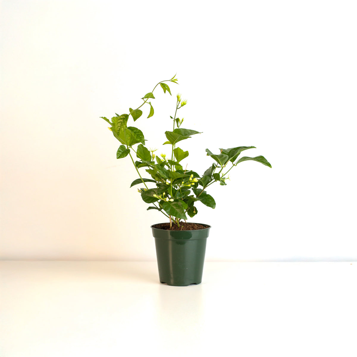 Jasmine &#39;Belle of India&#39; Jasminum sambac