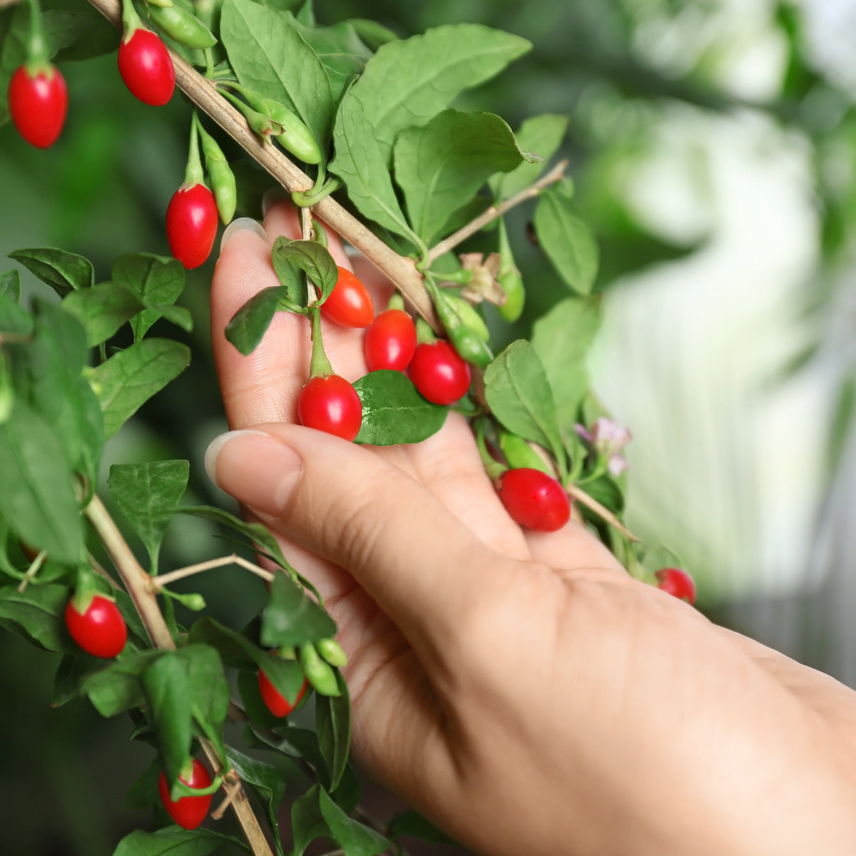 Berries of the Goji Berry Plant