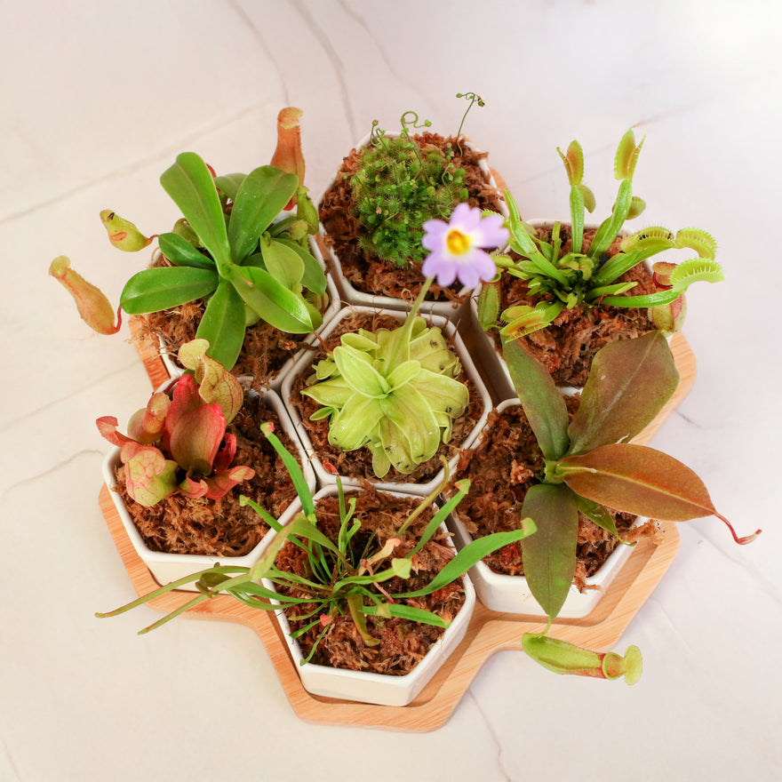 Th Bite Club Carnivorous Plant Bundle