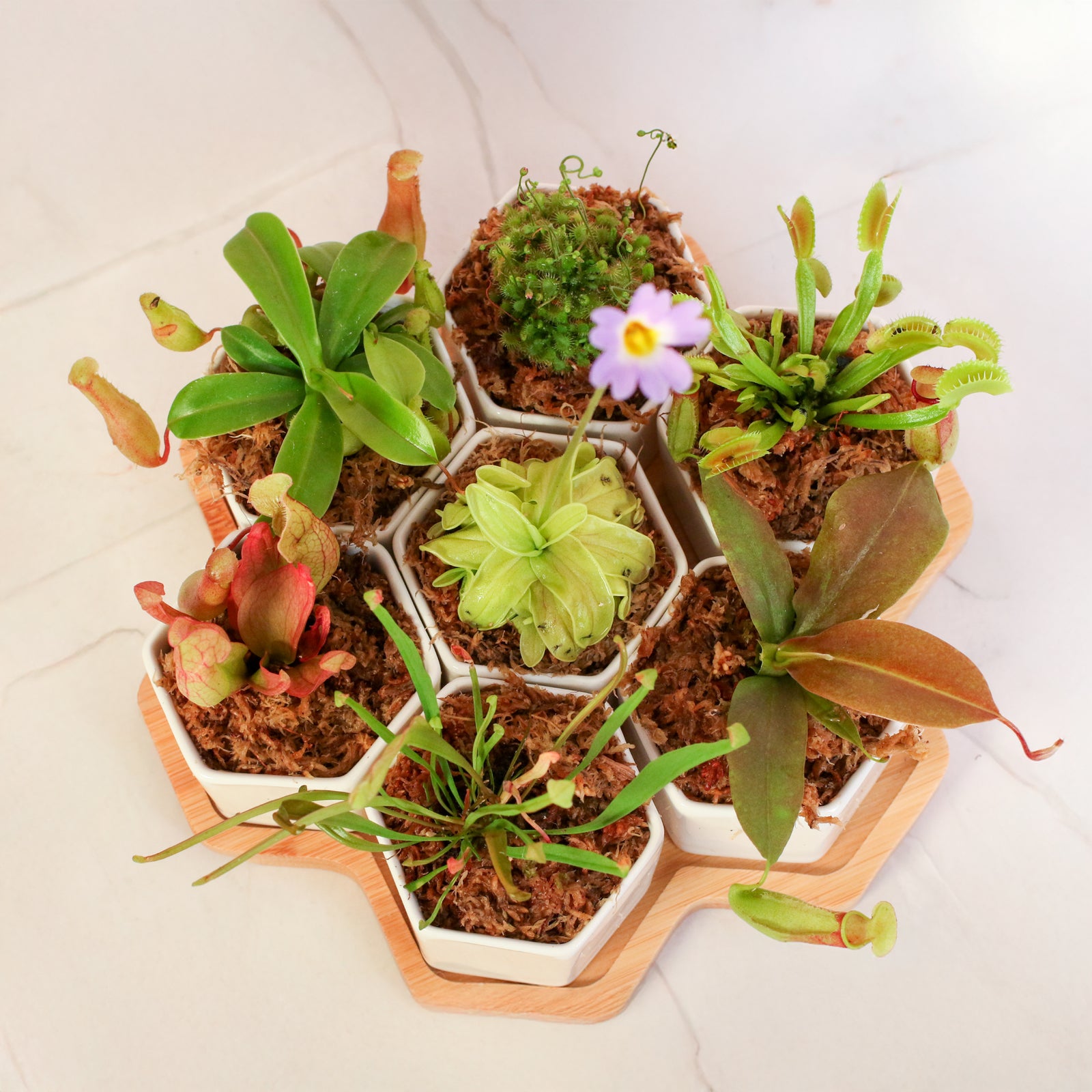 Th Bite Club Carnivorous Plant Bundle