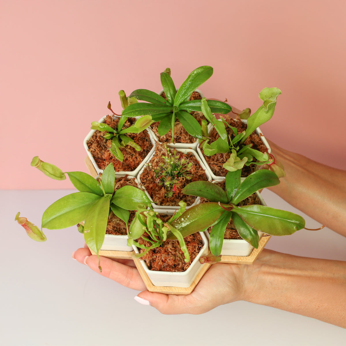 The Bite Club Carnivorous Plant Bundle