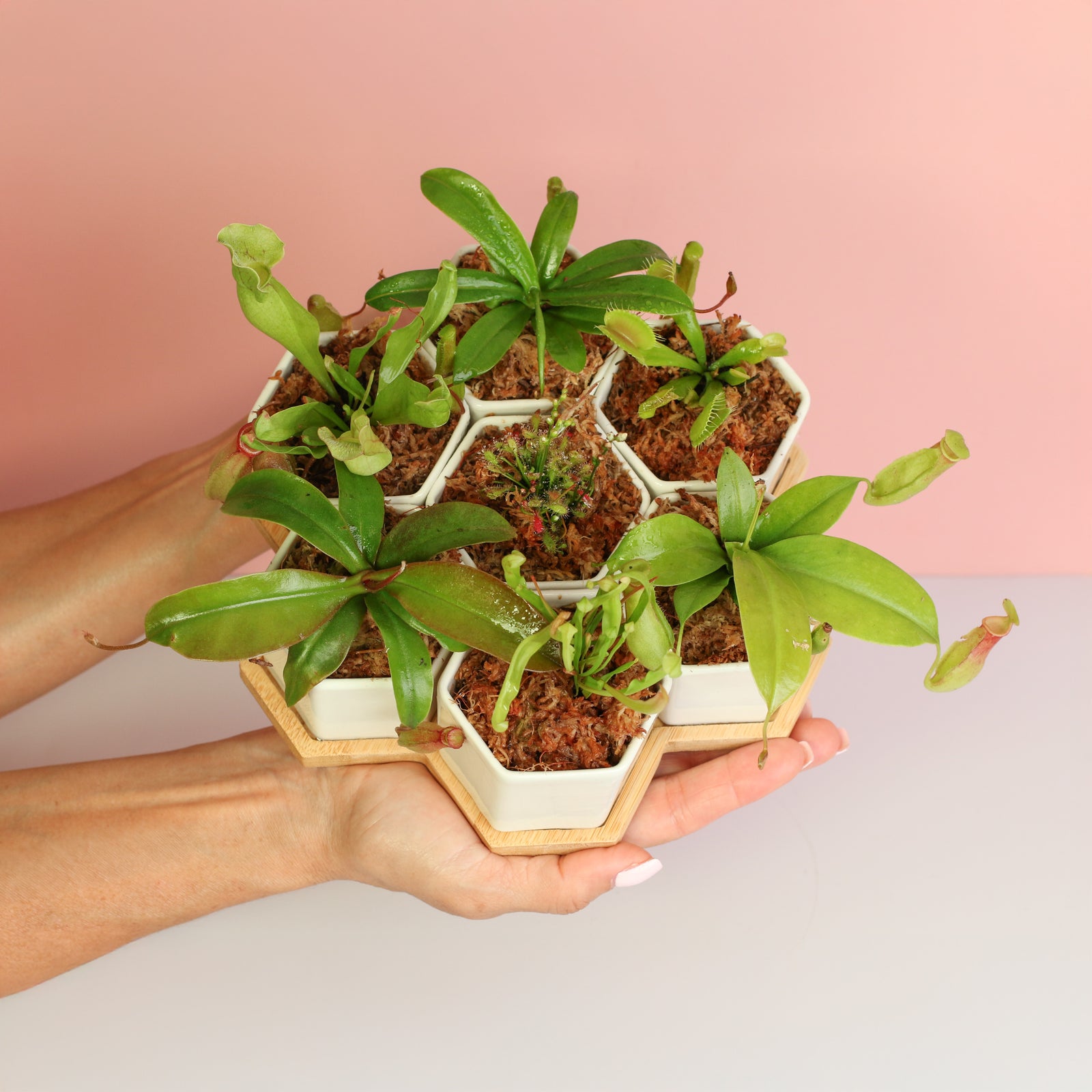 Th Bite Club Carnivorous Plant Bundle