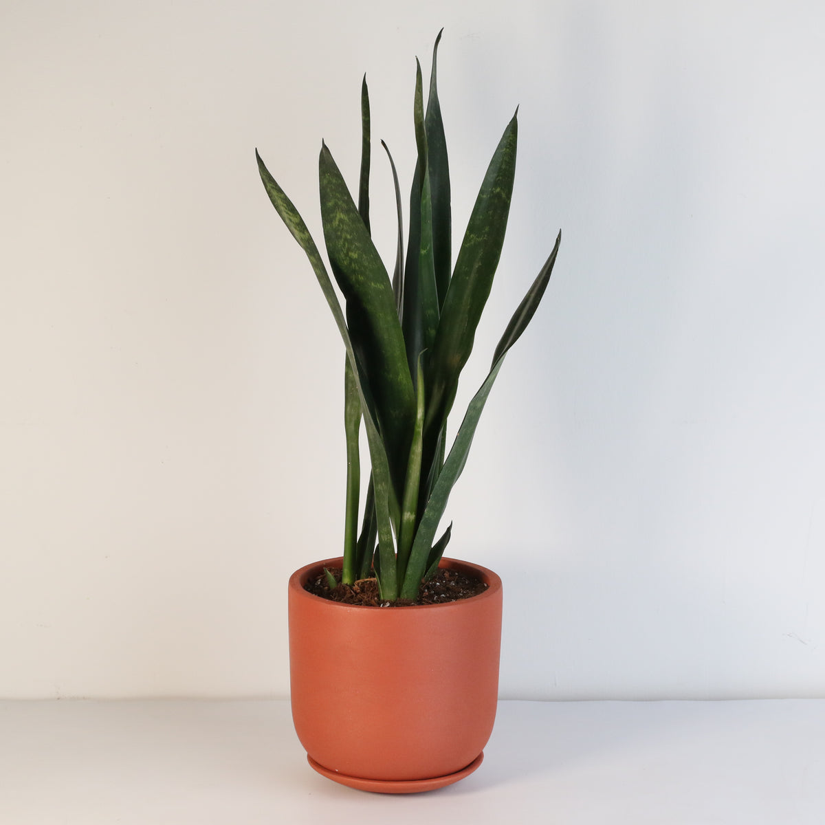 Black Coral Sansevieria Snake Plant
