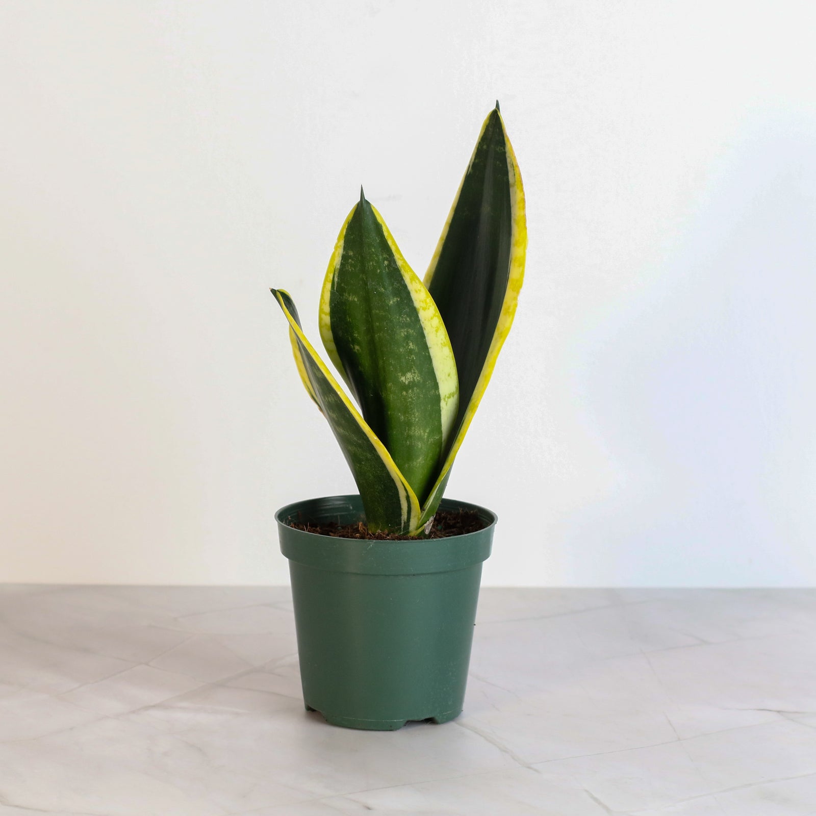 golden flame snake plant Black Gold Sansevieria Snake Plant Selene Ceramic 6.5" Marble Planter