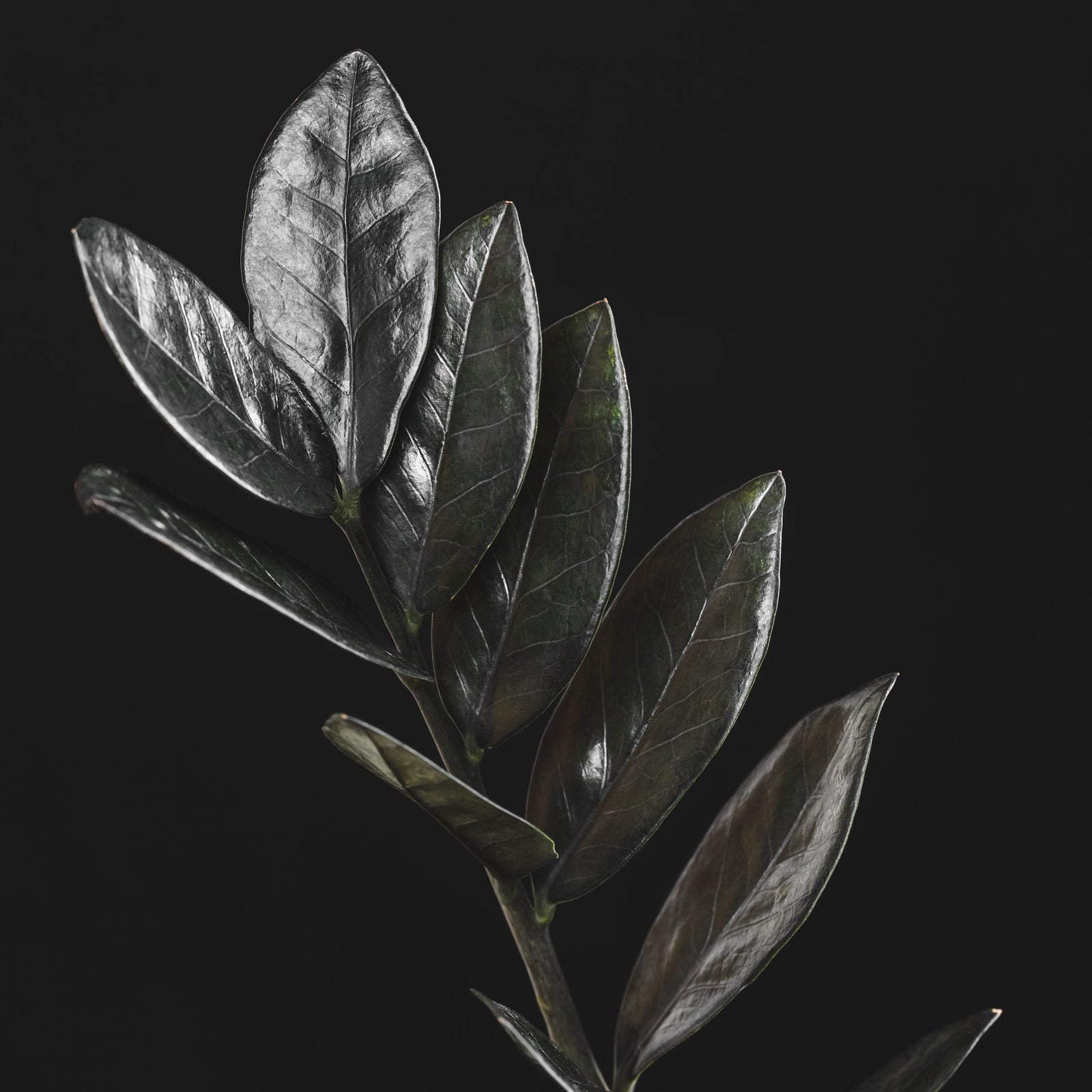 Black ZZ Raven Houseplant