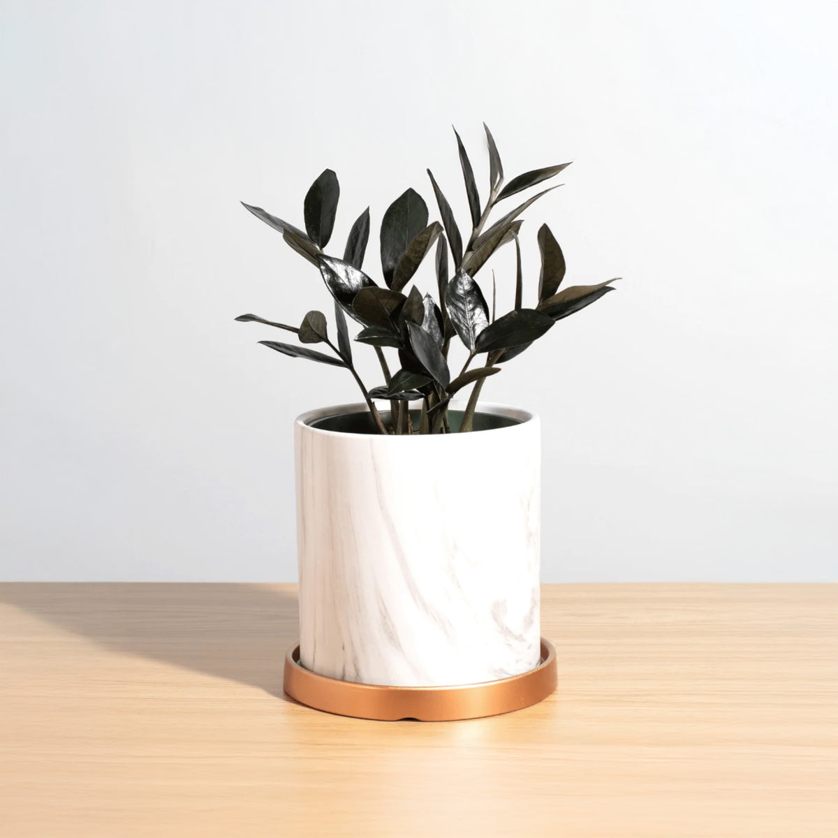 Black ZZ Raven Houseplant