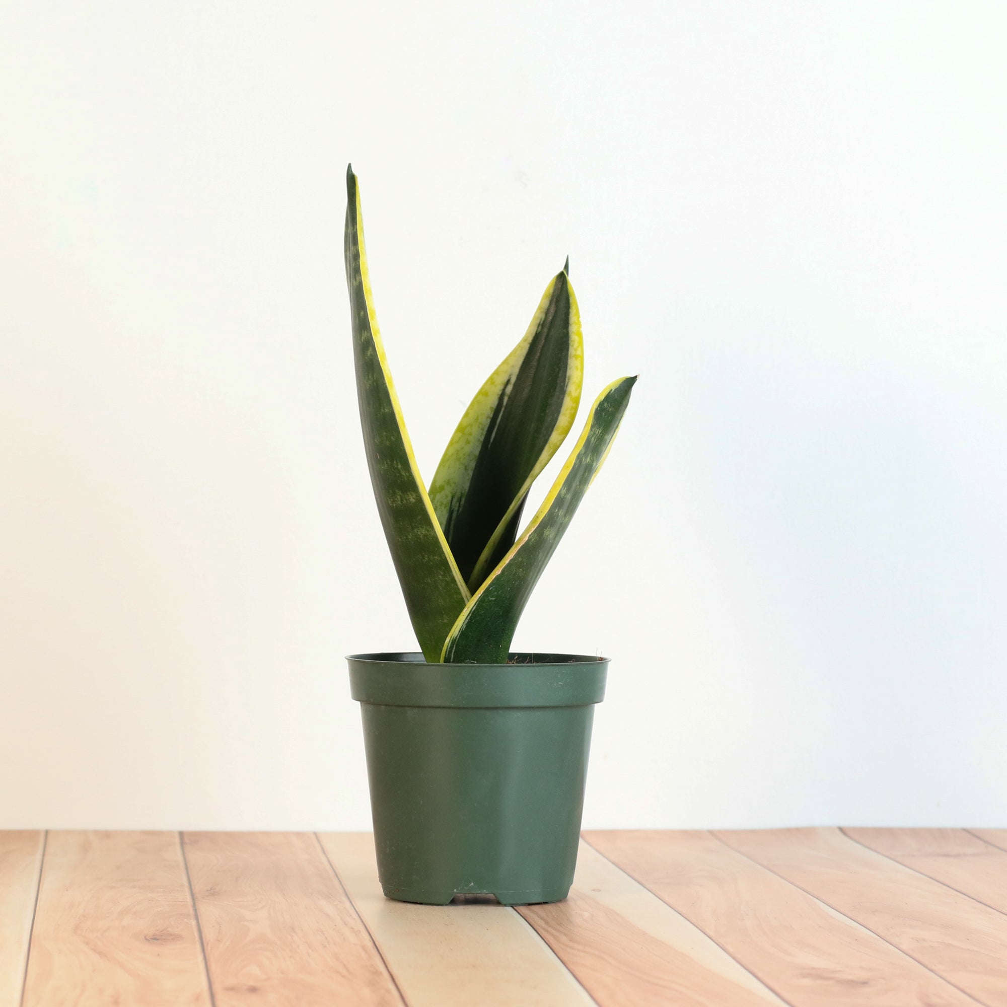 Black Gold Sansevieria Snake Plant