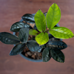 Black ZZ Raven Houseplant