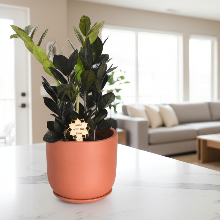 Black ZZ Raven Houseplant