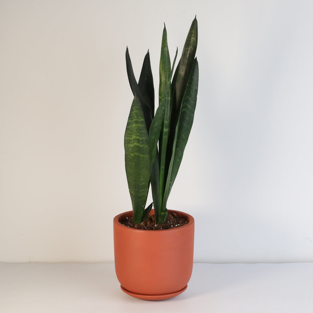 Black Coral Sansevieria Snake Plant

