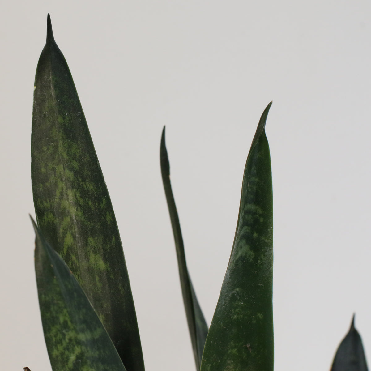 Black Coral Sansevieria Snake Plant
