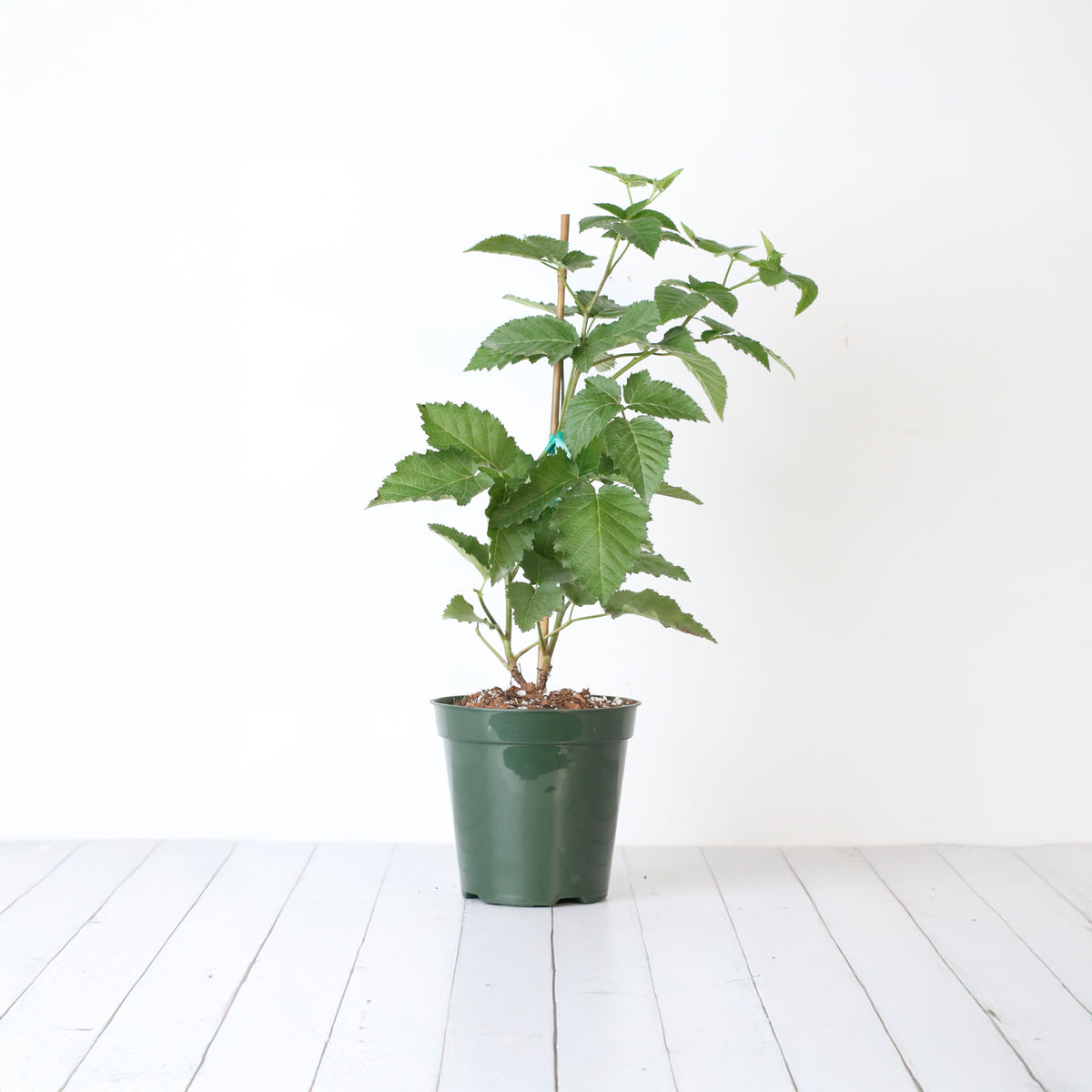 blackberry plant