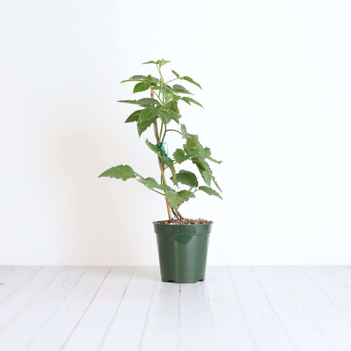 blackberry plant