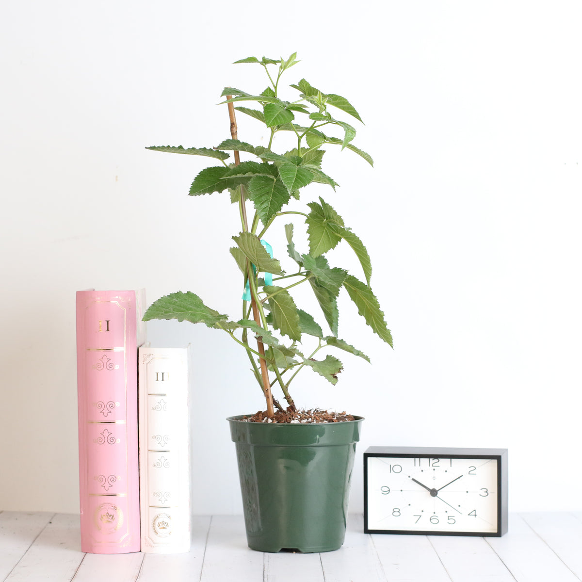 blackberry plant