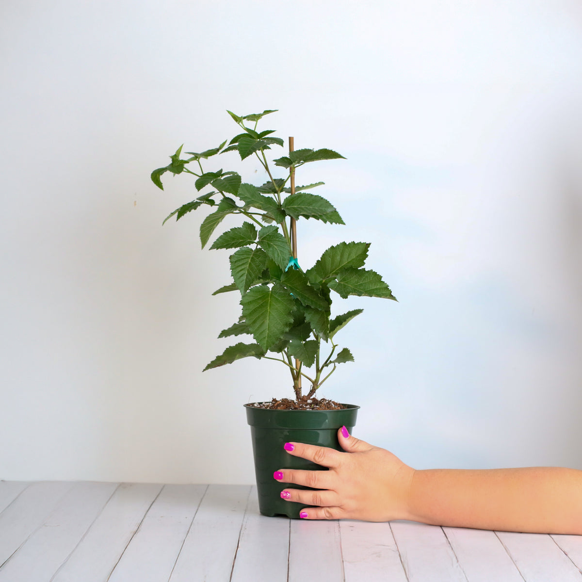 blackberry plant