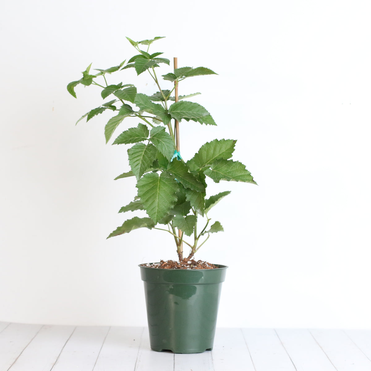 blackberry plant