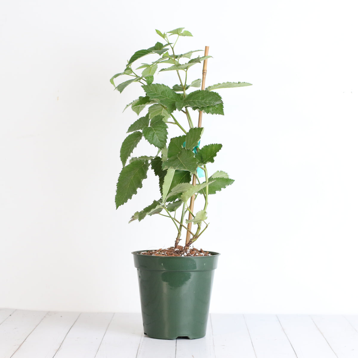 blackberry plant