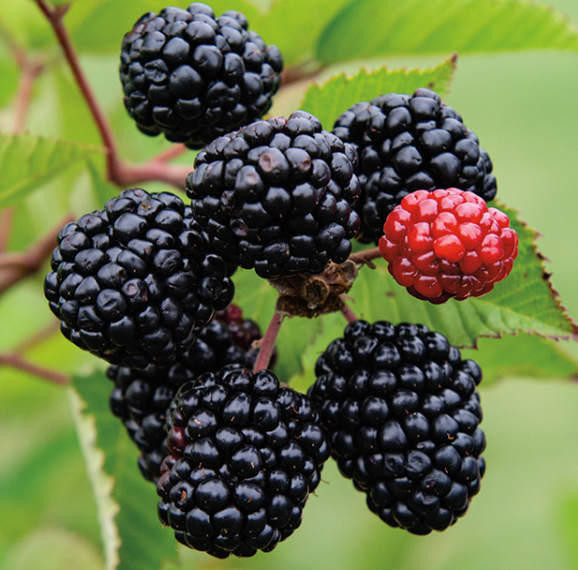 Blackberry &#39;Prime Ark Freedom&#39;