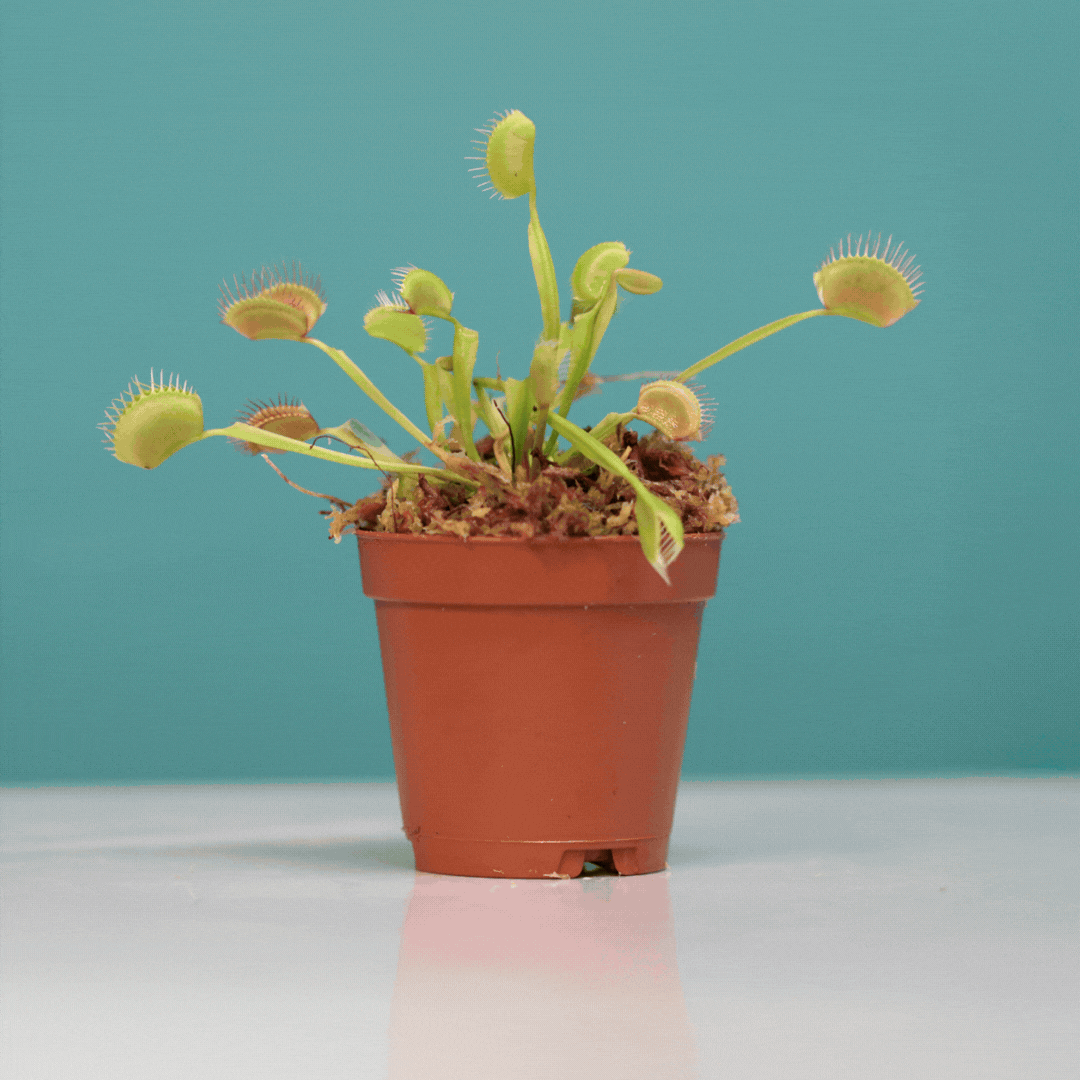 'Bloom and Doom' Mystery Duo Carnivorous Plant Bundle