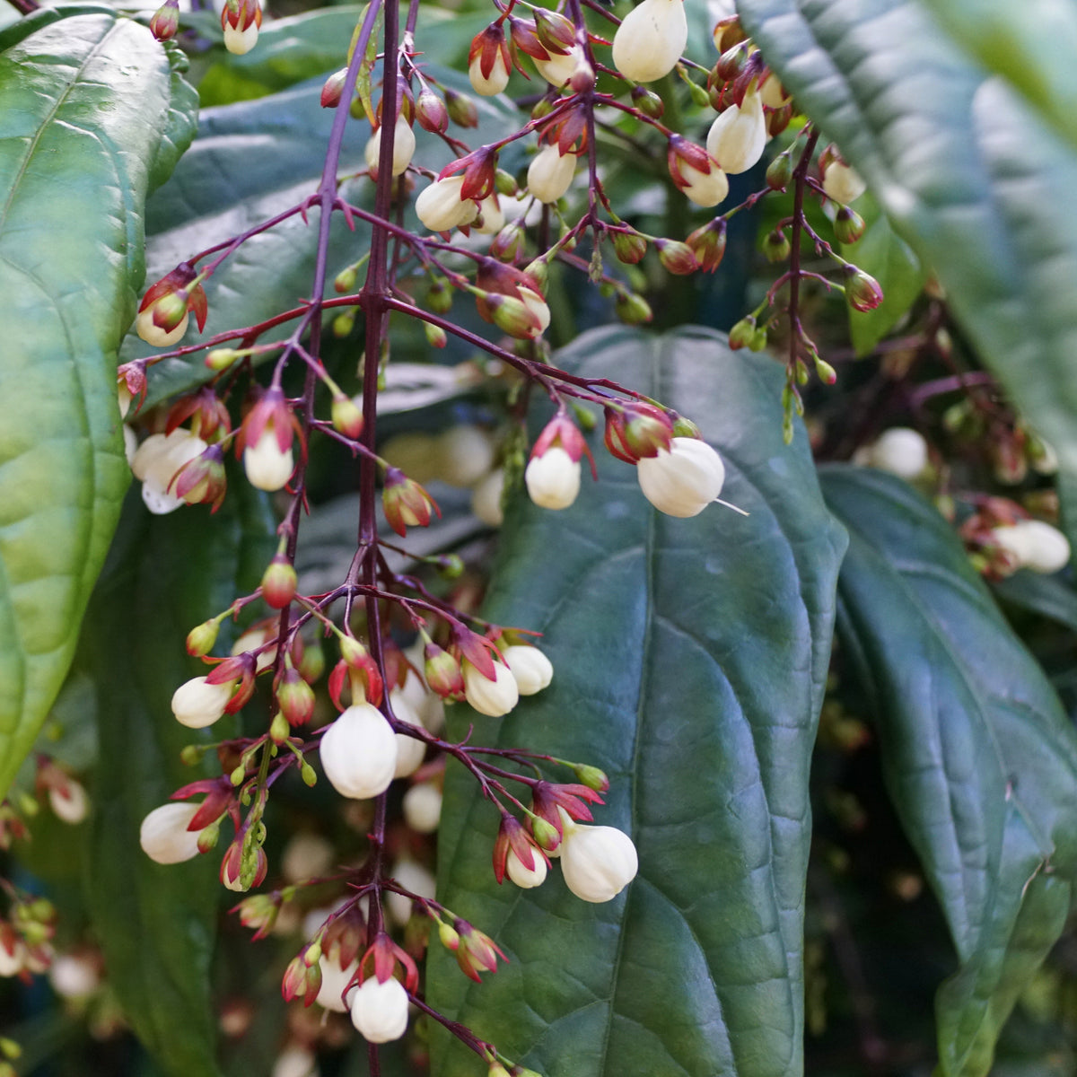 Emerging Buds of Clerodendrum Smithianum plant