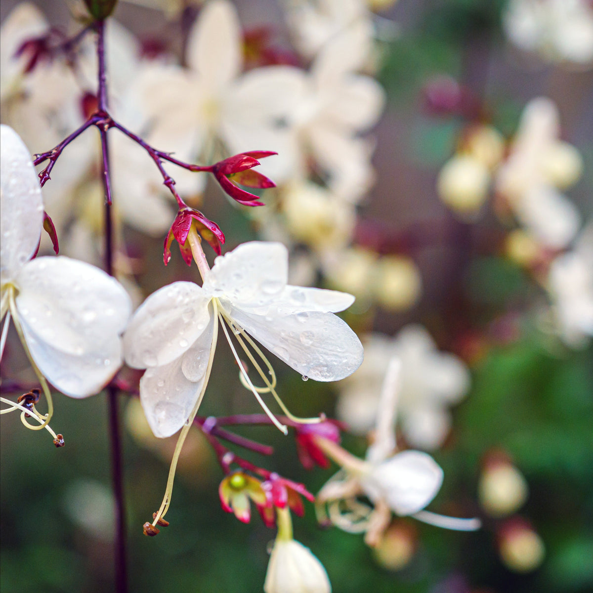 Close up of Clerodendrum Smithianum plant Flowering