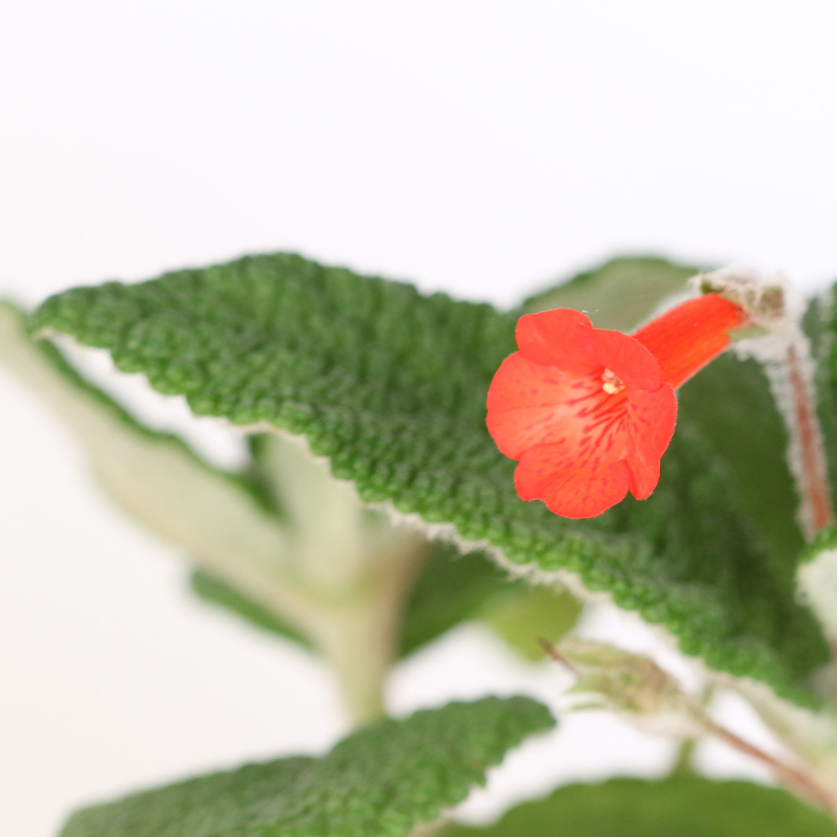 Blooming Emerald Forest Sinningia Bullata (Florianópolis Plant)