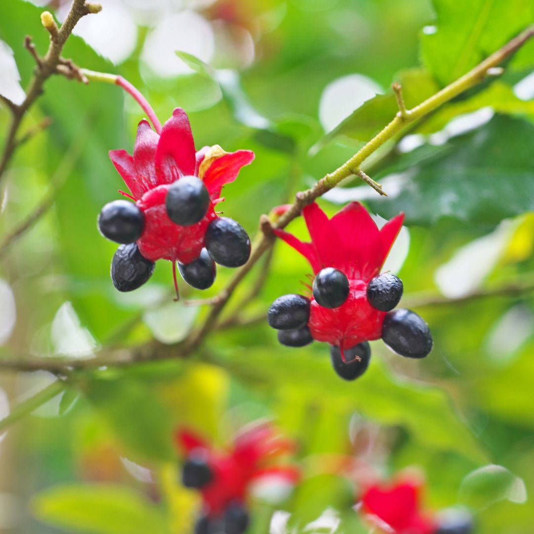Blooming Mickey Mouse Plant Ochna Thomasiana