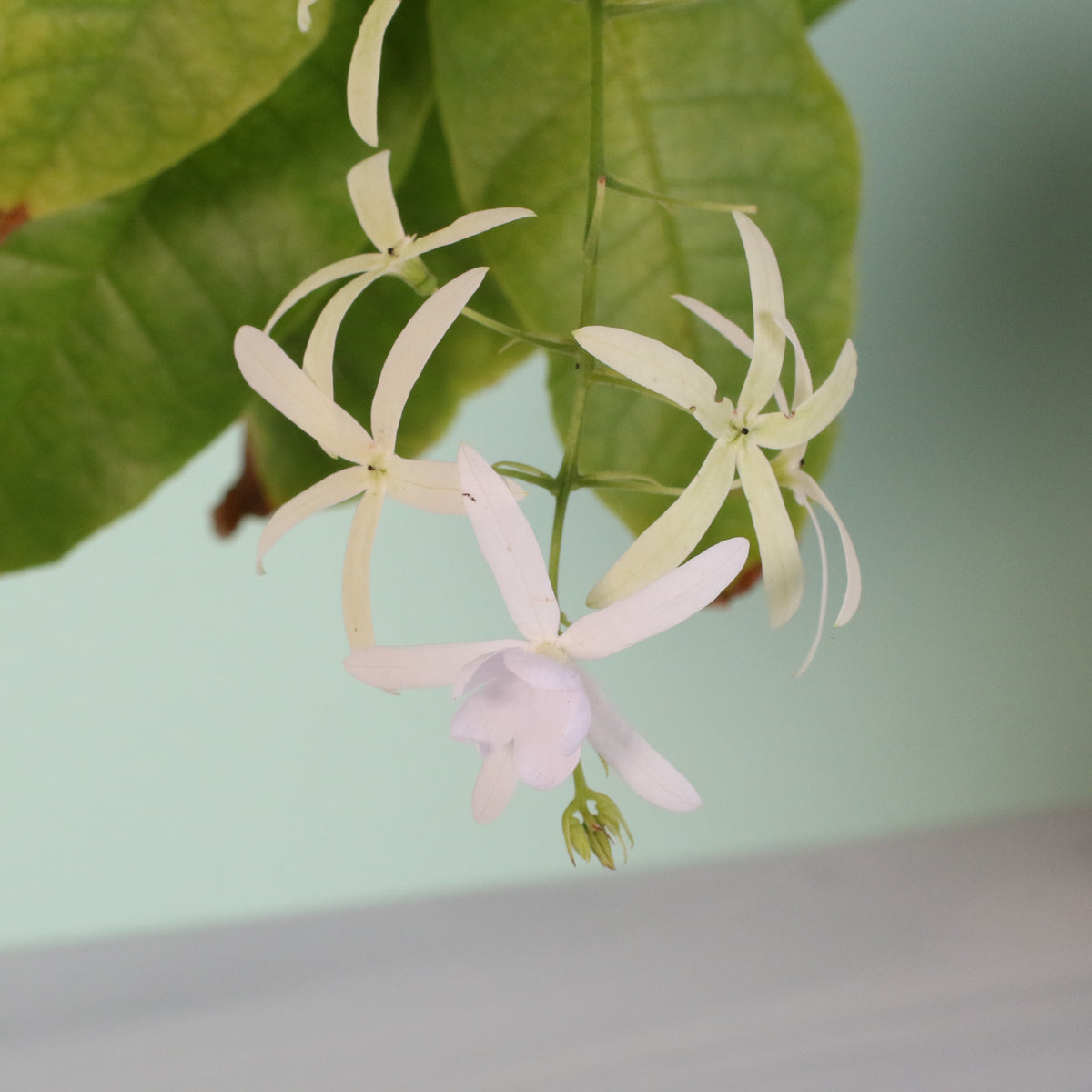 White Queen's Wreath flower bloom