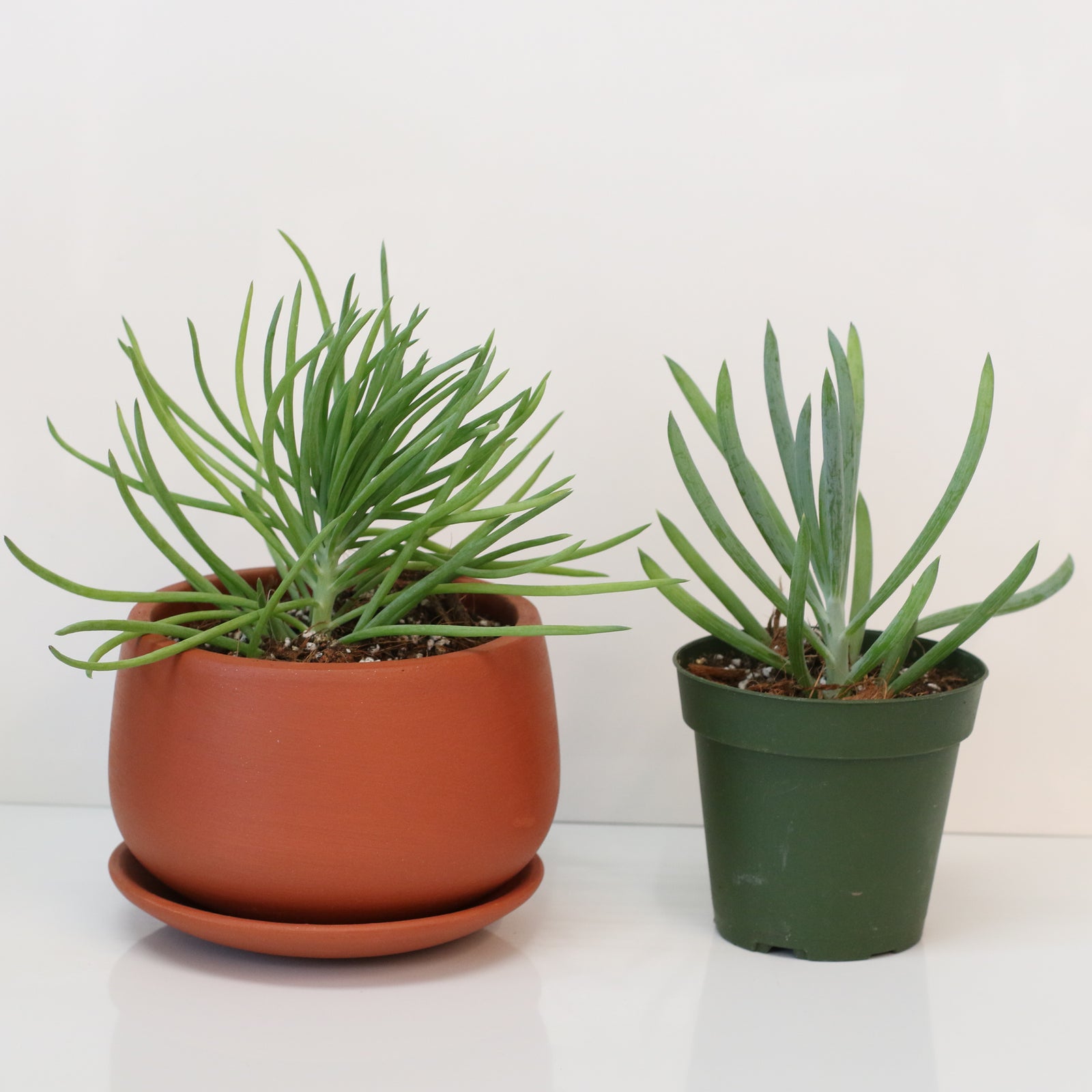 Blue Chalksticks Succulent