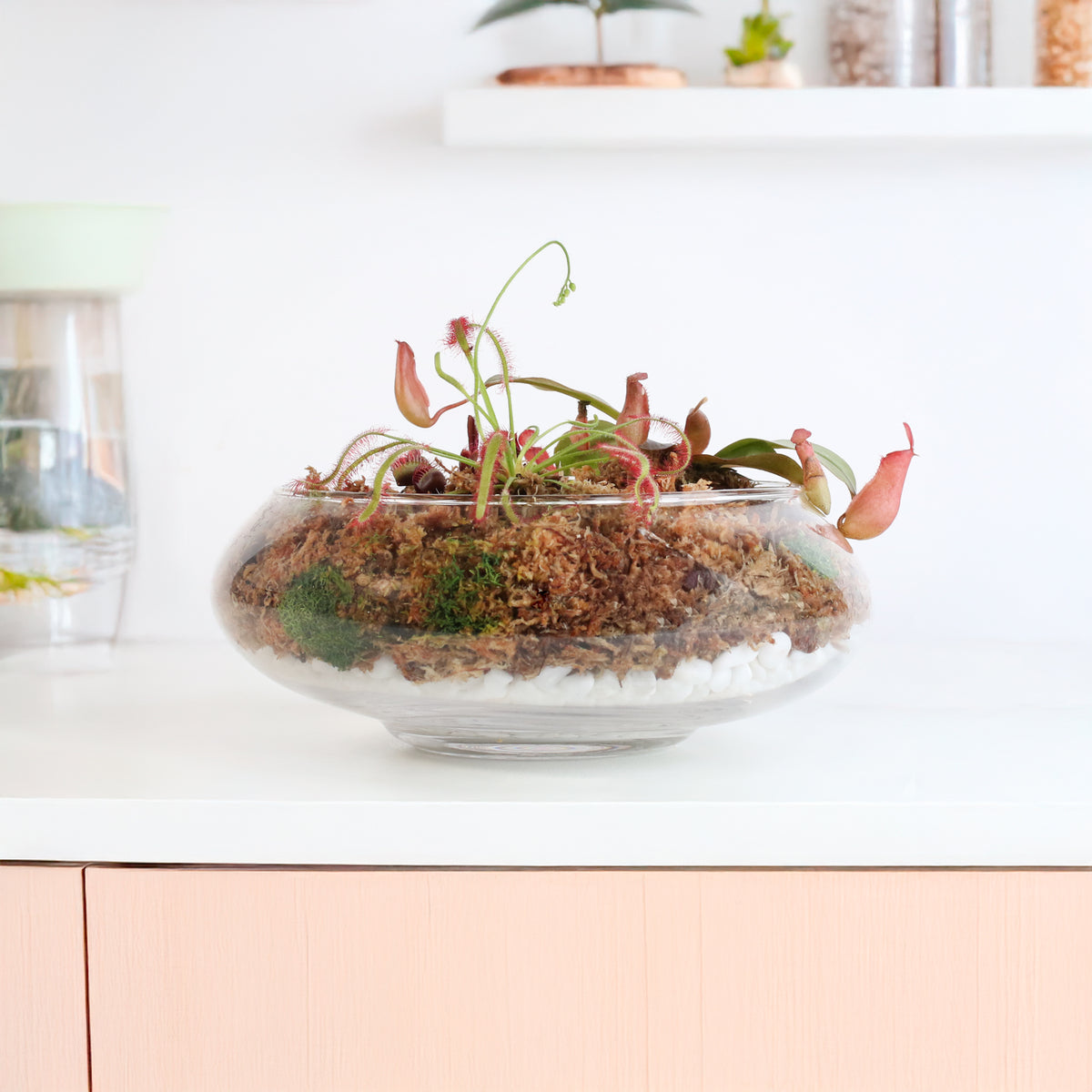 Carnivorous Plants Inside Terrarium