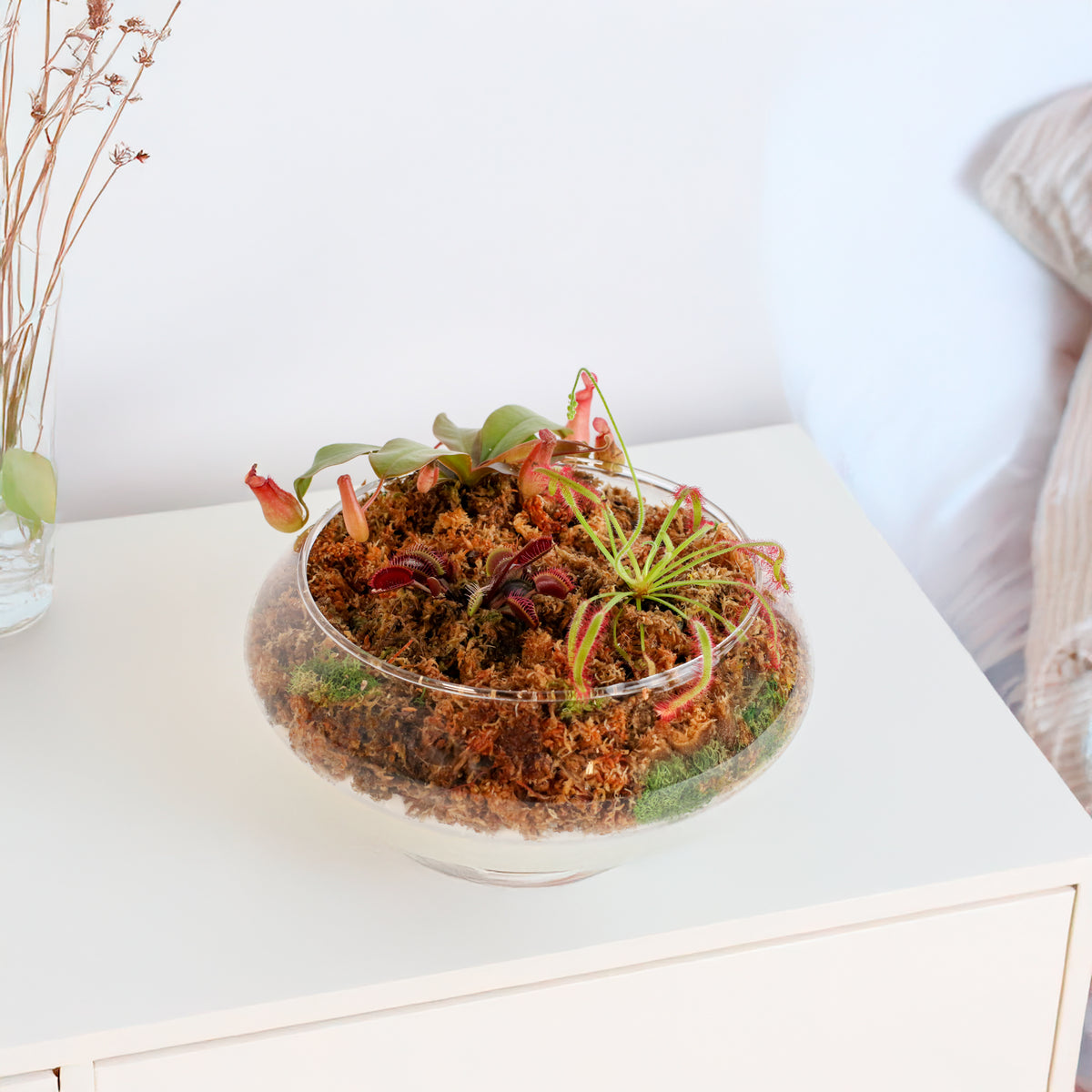 Carnivorous Plants Inside Terrarium