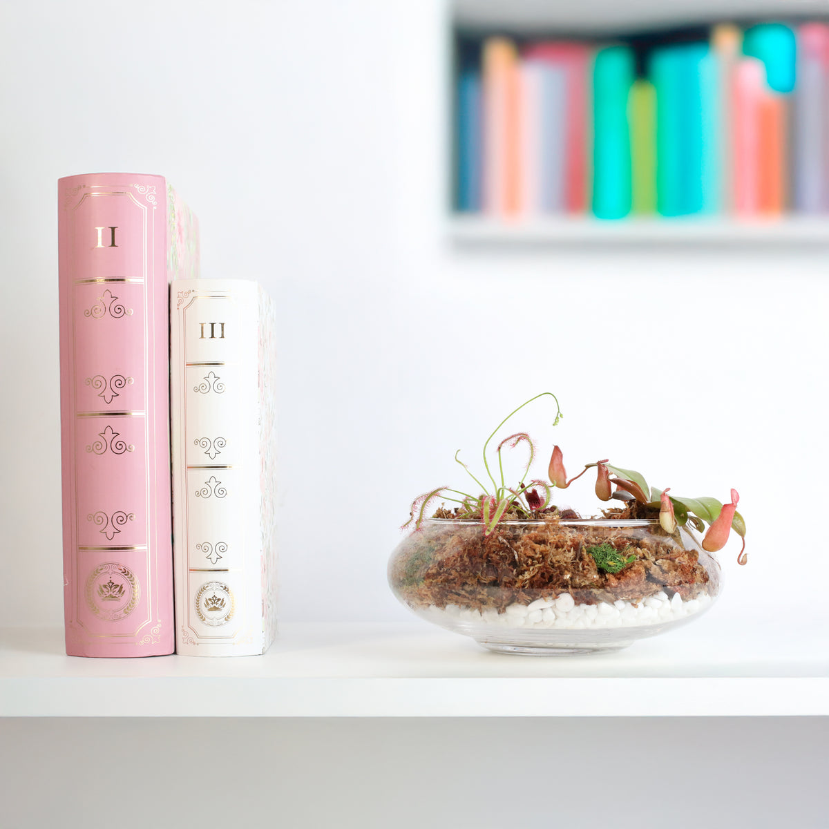 Carnivorous Plants Inside Terrarium