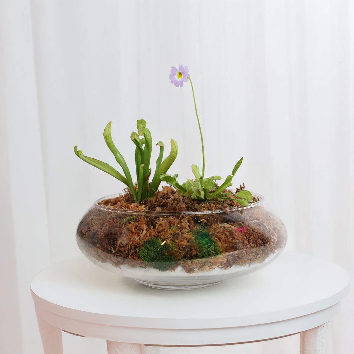 Carnivorous Plants Inside Terrarium