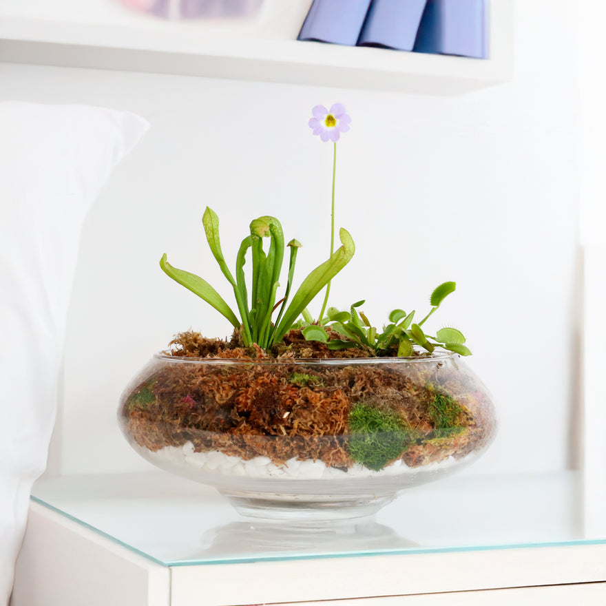 Carnivorous Plants Inside Terrarium