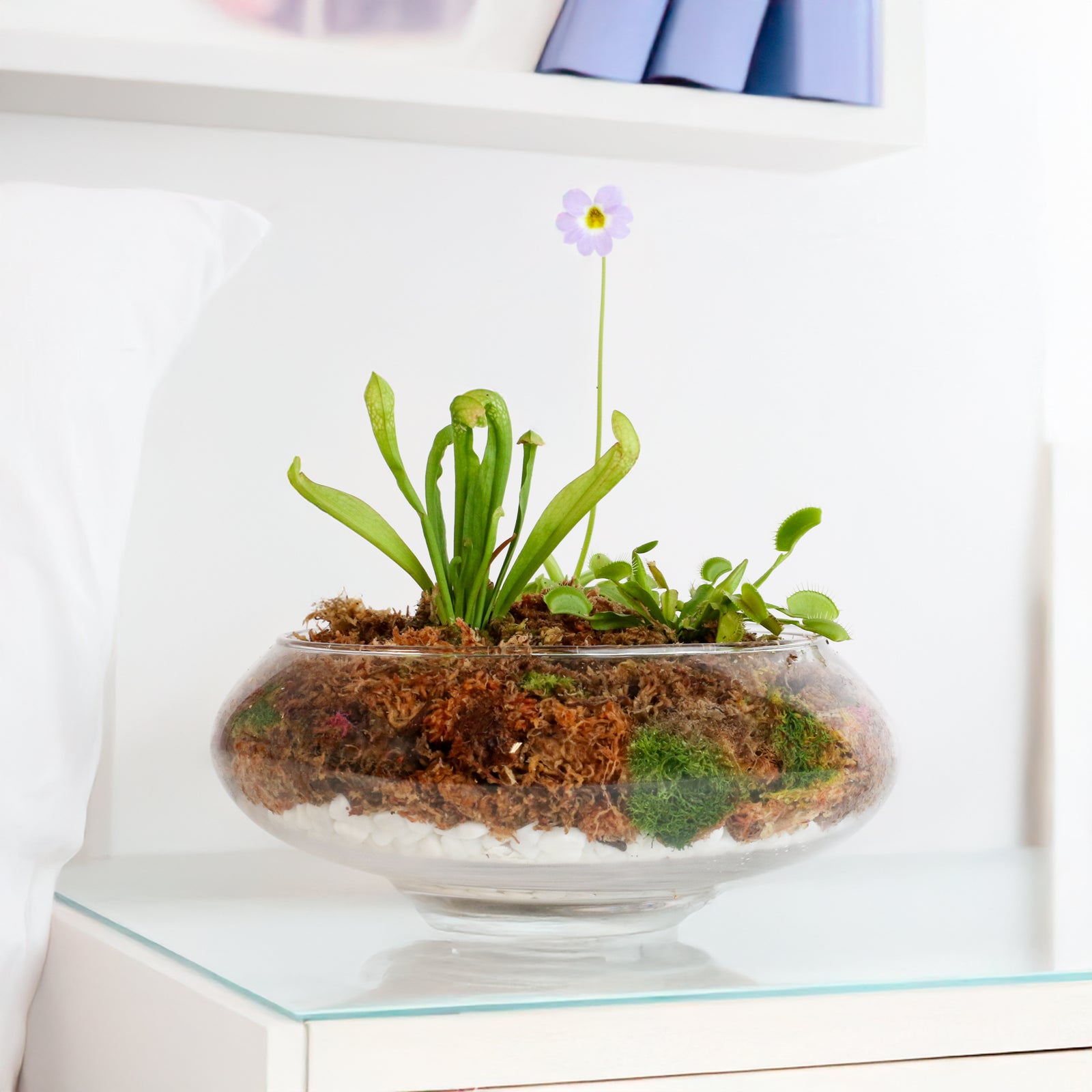 Carnivorous Plants Inside Terrarium