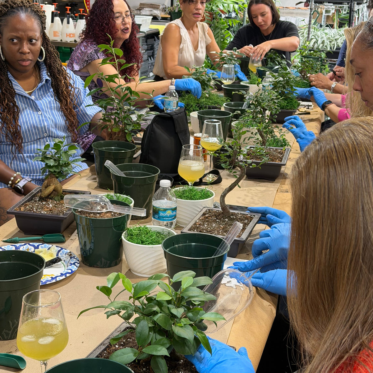 Bonsai Workshop - November 12th at 6 PM
