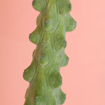 Boobie Cactus