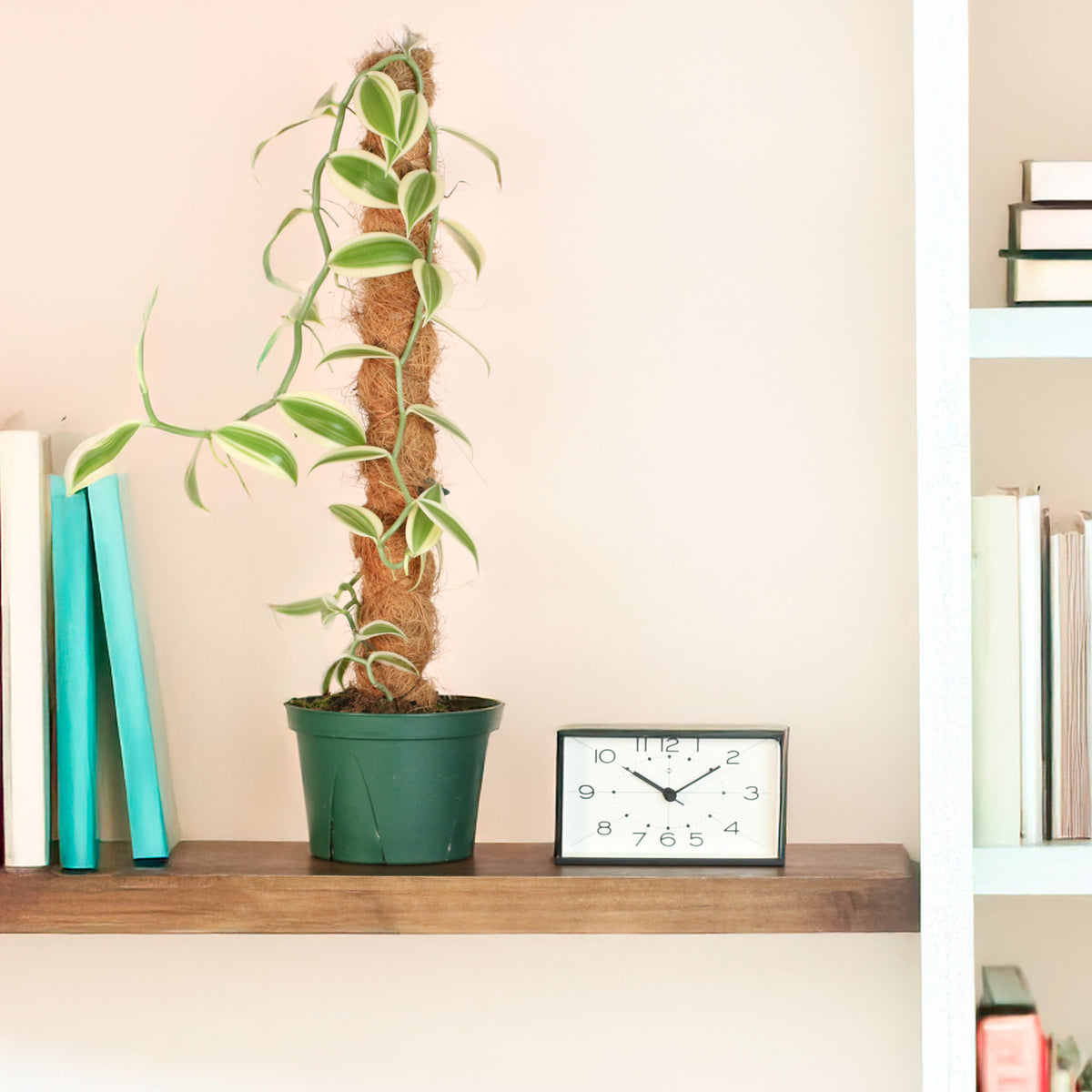 Vanilla Planifolia Orchid 'Albo-Variegata' 6" with Coco Moss Pole on bookshelf. 