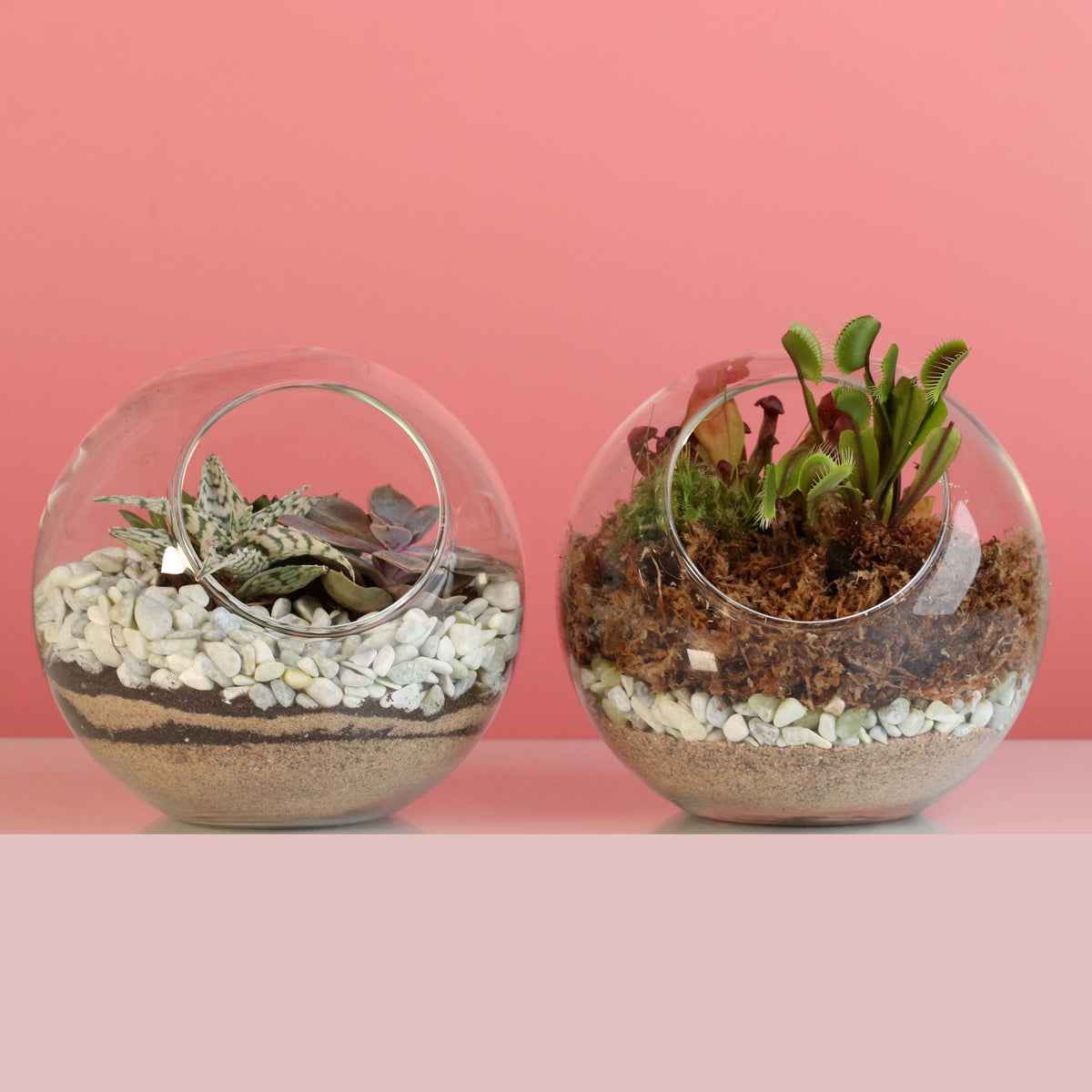 Terrarium Workshop - Thursday, TBD, 2026 at 6:00 pm