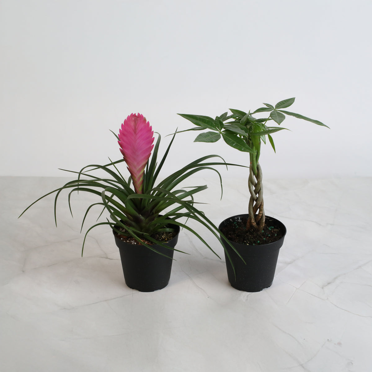 4" Duo featuring Pink Quill and Braided Money Tree