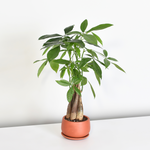 Braided Money Tree Lucky Plant