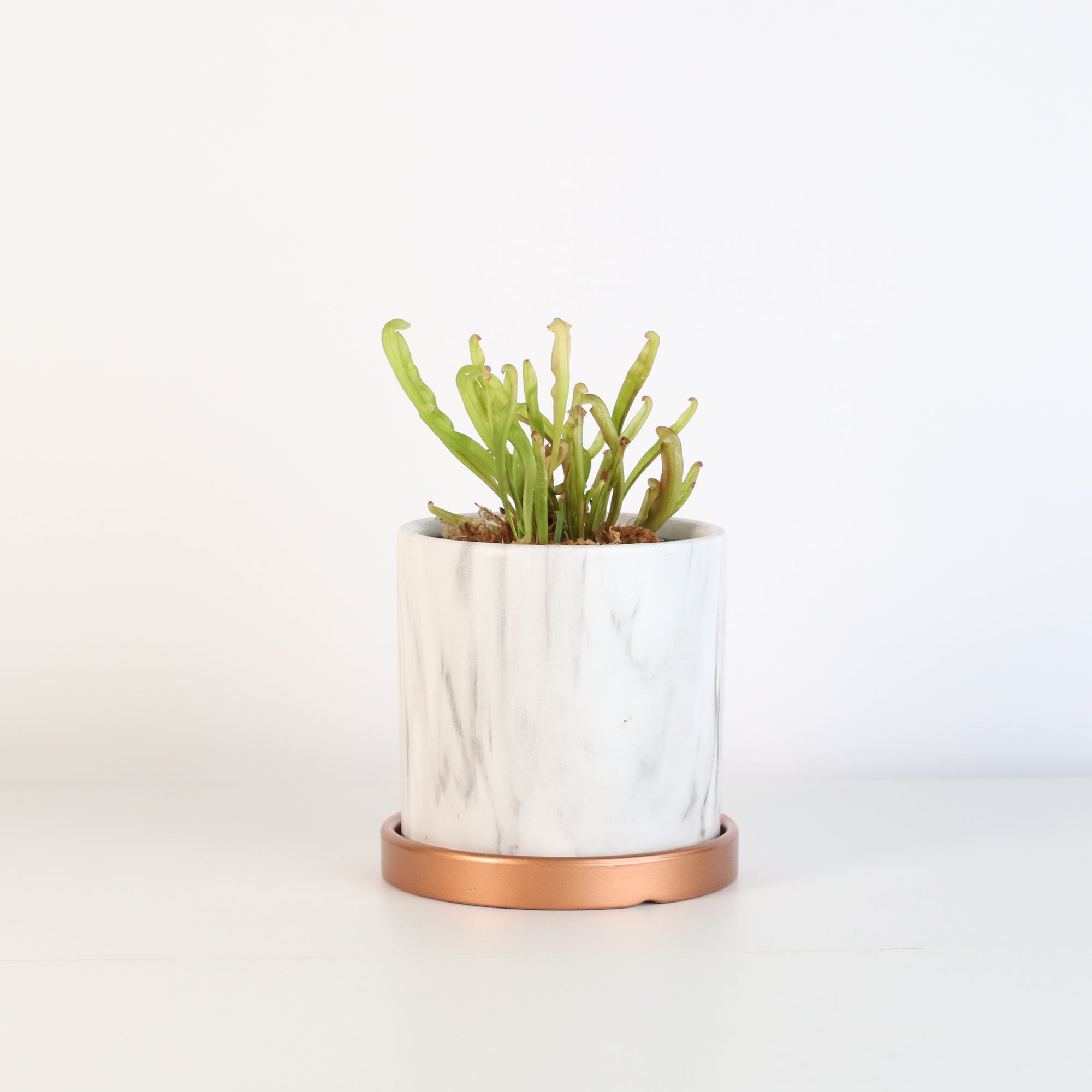Sarracenia Bug Bat in Daphne 4.5" Ceramic Planter. 