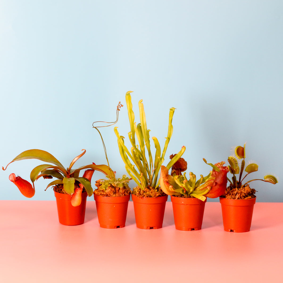 Carnivorous Plant Bundle