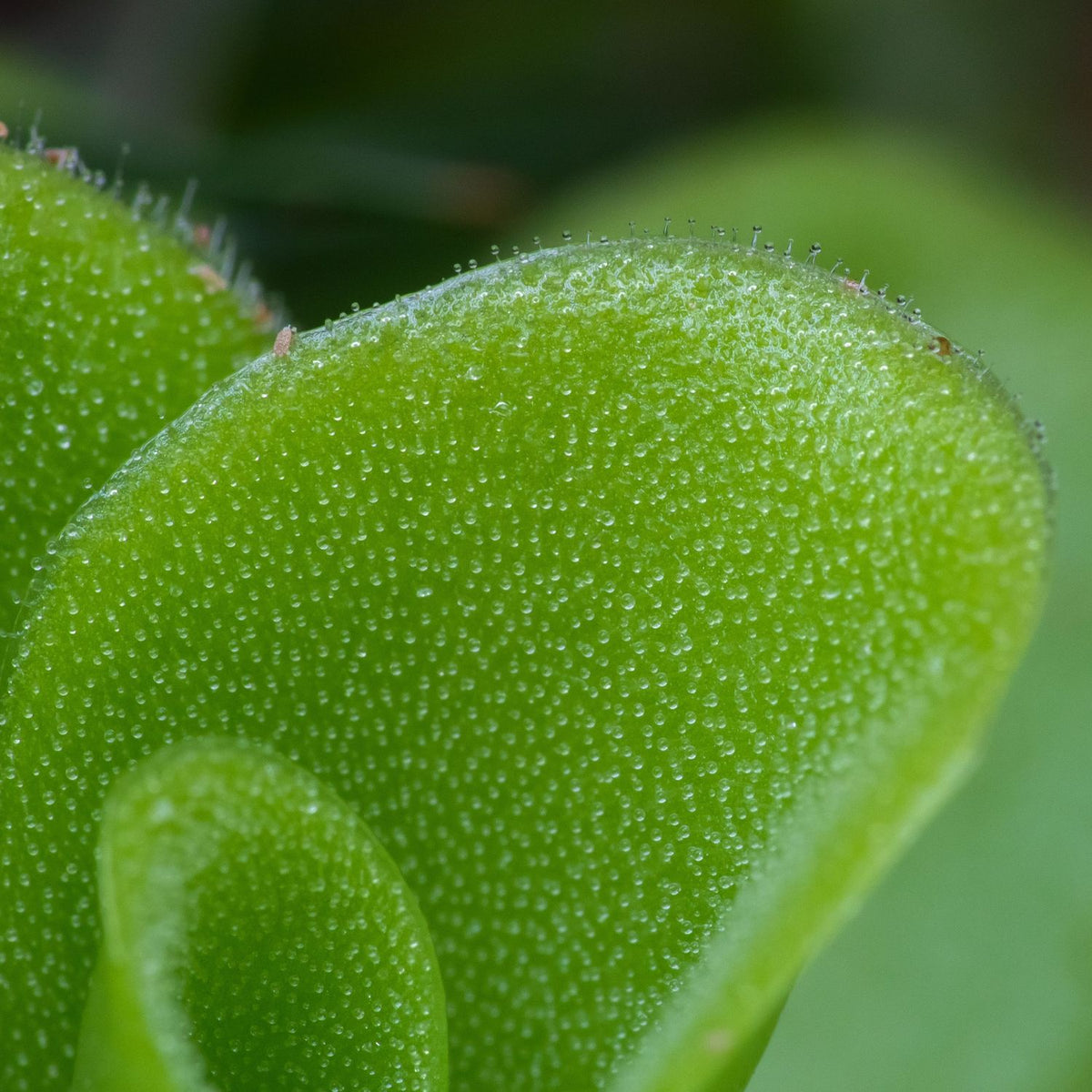 Pinguicula Butterwort