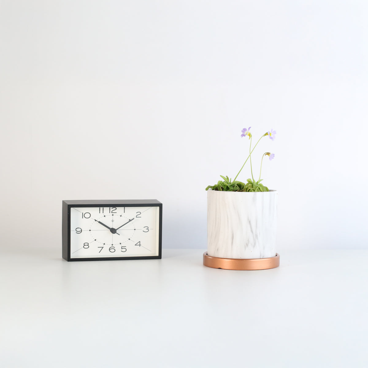 Pinguicula Butterwort in Daphne Ceramic 4.5&quot; Planter next to clock.