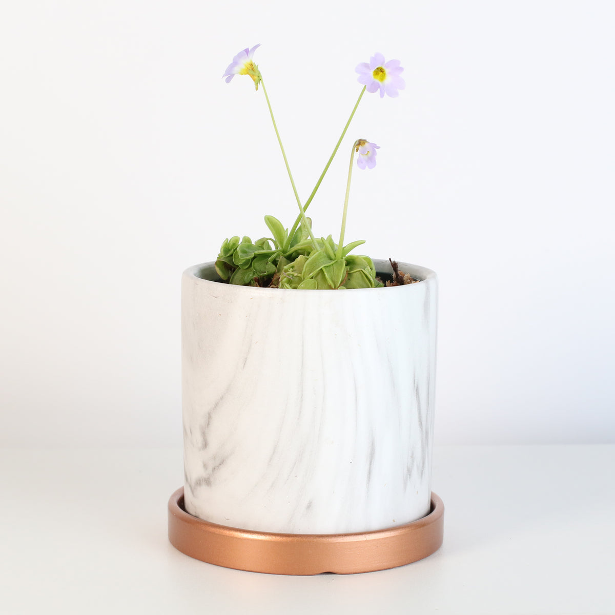 Pinguicula Butterwort in Daphne Ceramic 4.5&quot; Planter. 